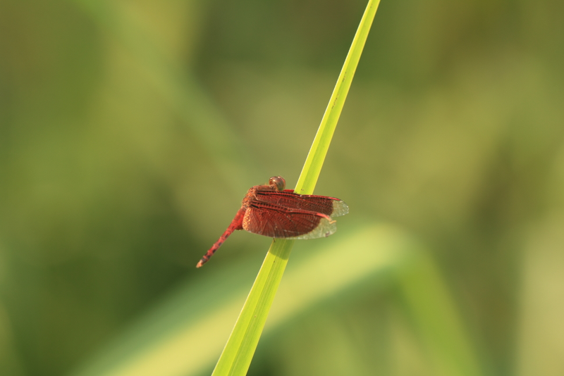 Illustration for article titled Shooting Challenge: Bugs 1